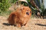 SPITZ ALLEMAND 494